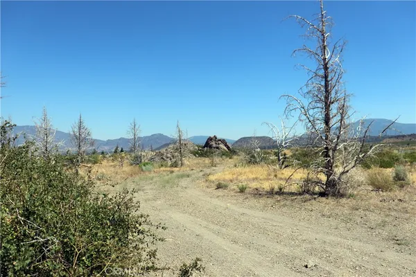 a view of a dry yard with trees
