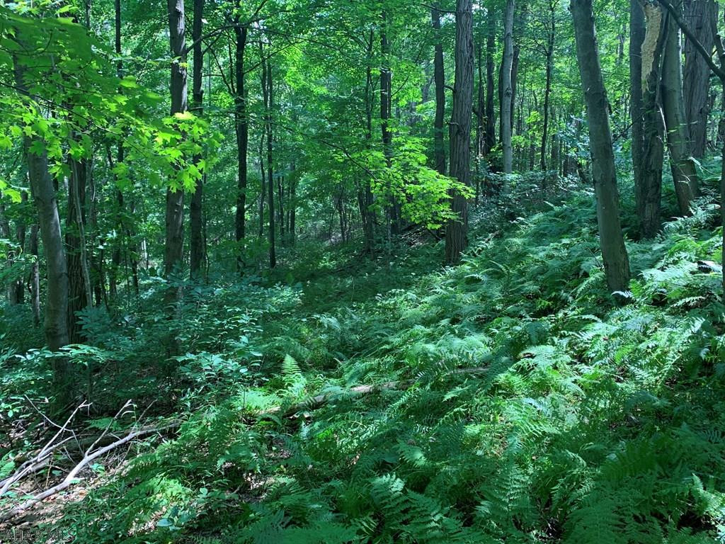 491 Mississippi Road Manns Choice, PA 15550 - Photo 19 of 30 a view of a lush green forest