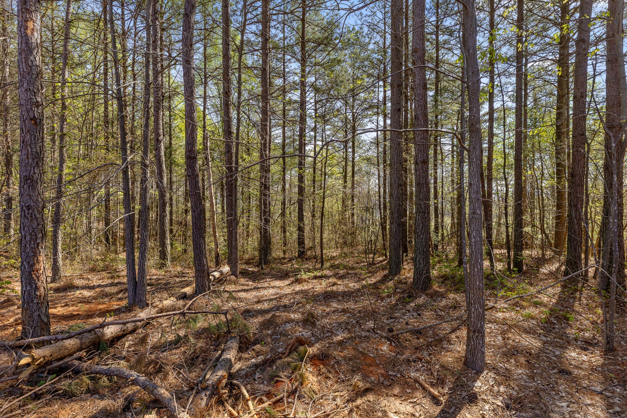 0 High Ground Road Guild, TN 37340 - Photo 4 of 24 Gallery Image 4