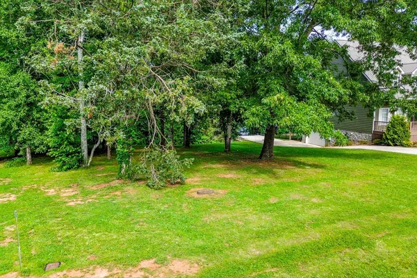 a view of a trees in a yard