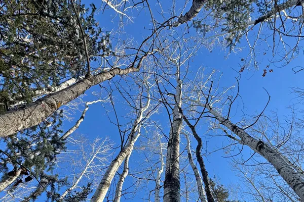 $700,000 | 0 Co Highway 77, Tower, MN 55790
