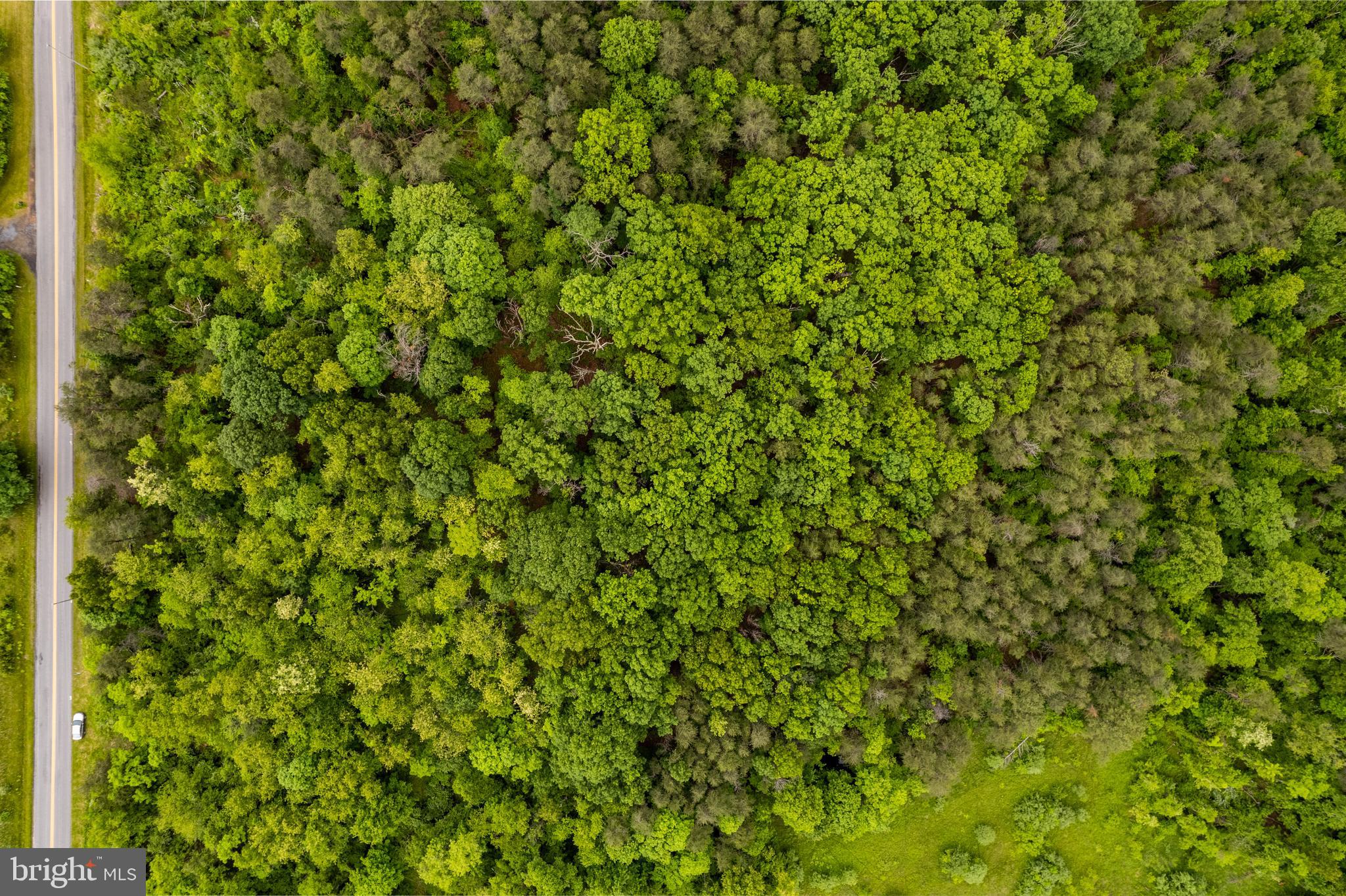 Lot 2 North Timber Ridge Road Cross Junction, VA 22625 - Photo 11 of 30