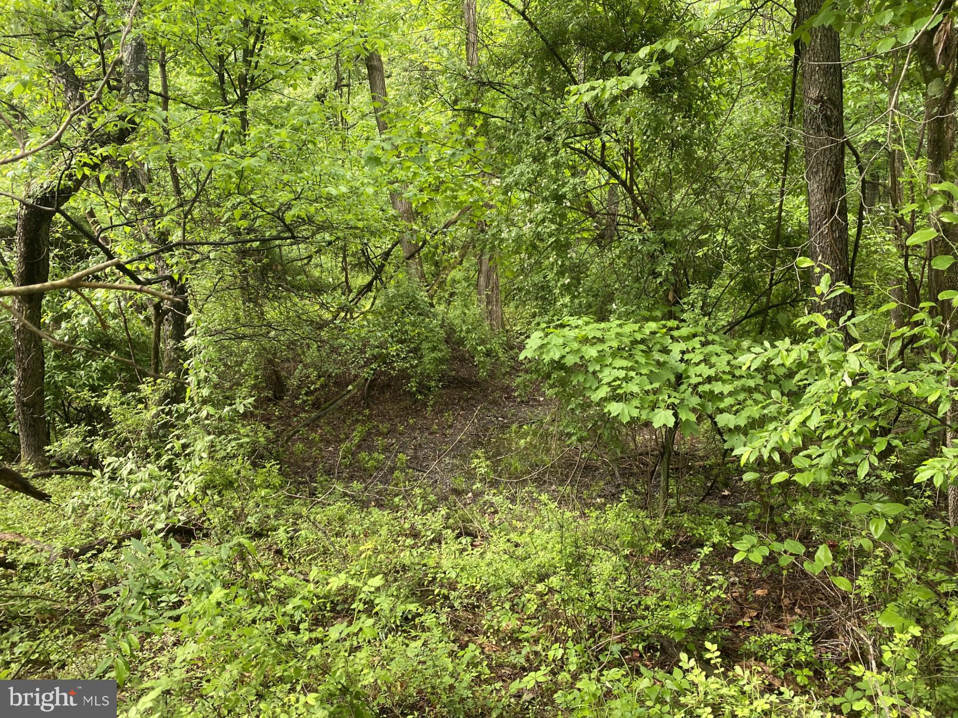 Lot 2 North Timber Ridge Road Cross Junction, VA 22625 - Photo 24 of 30