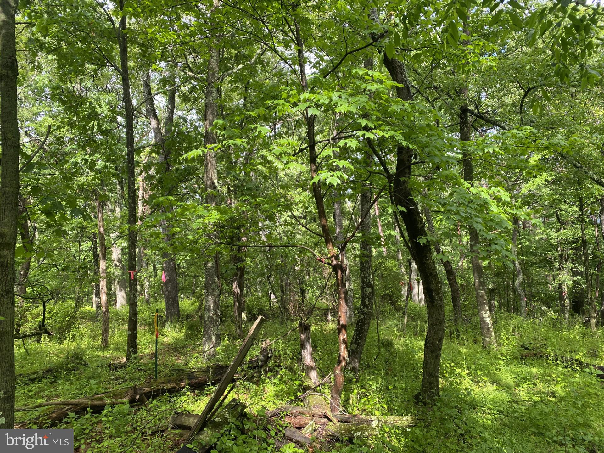 Lot 2 North Timber Ridge Road Cross Junction, VA 22625 - Photo 25 of 30