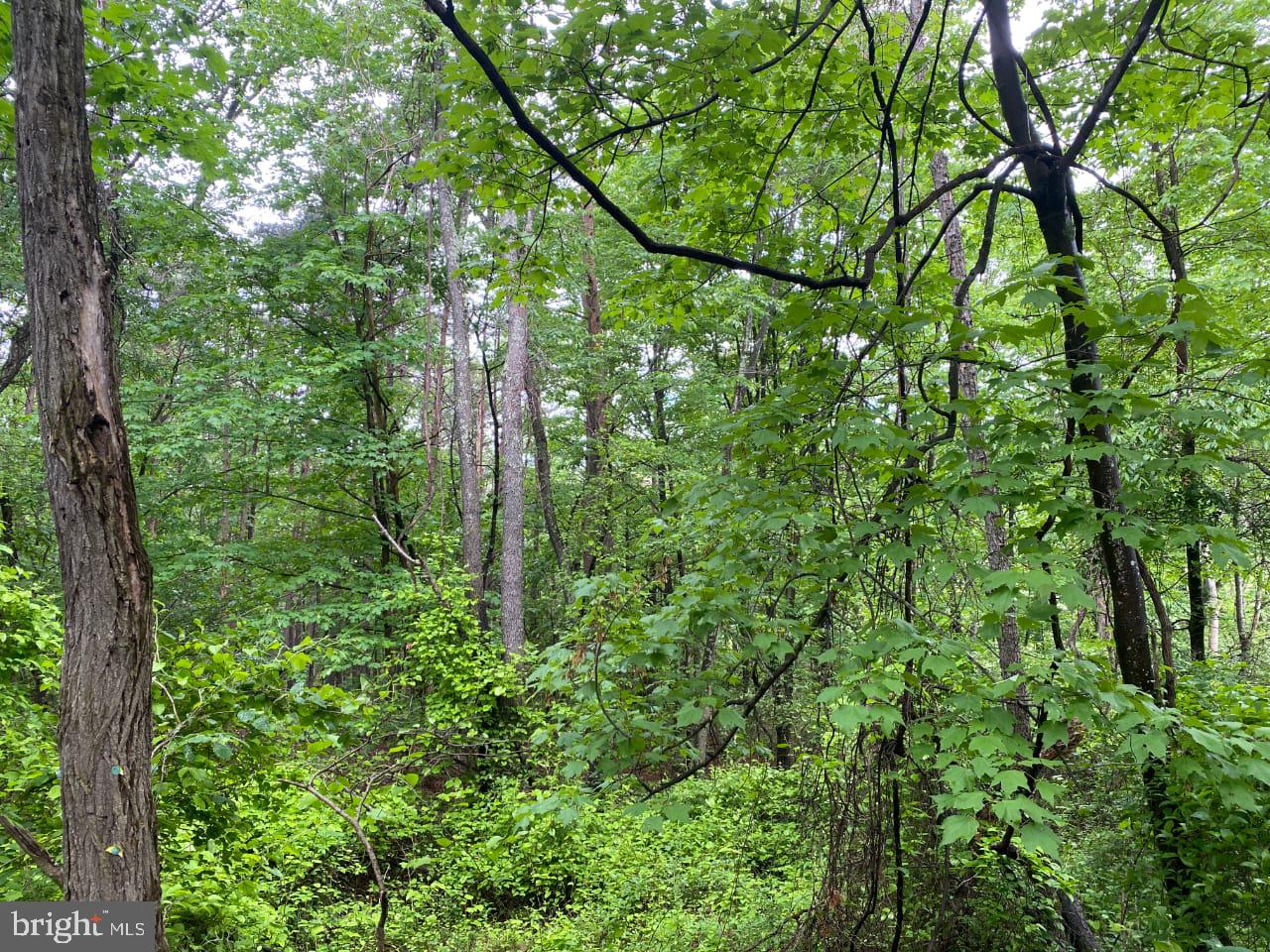 Lot 2 North Timber Ridge Road Cross Junction, VA 22625 - Photo 27 of 30