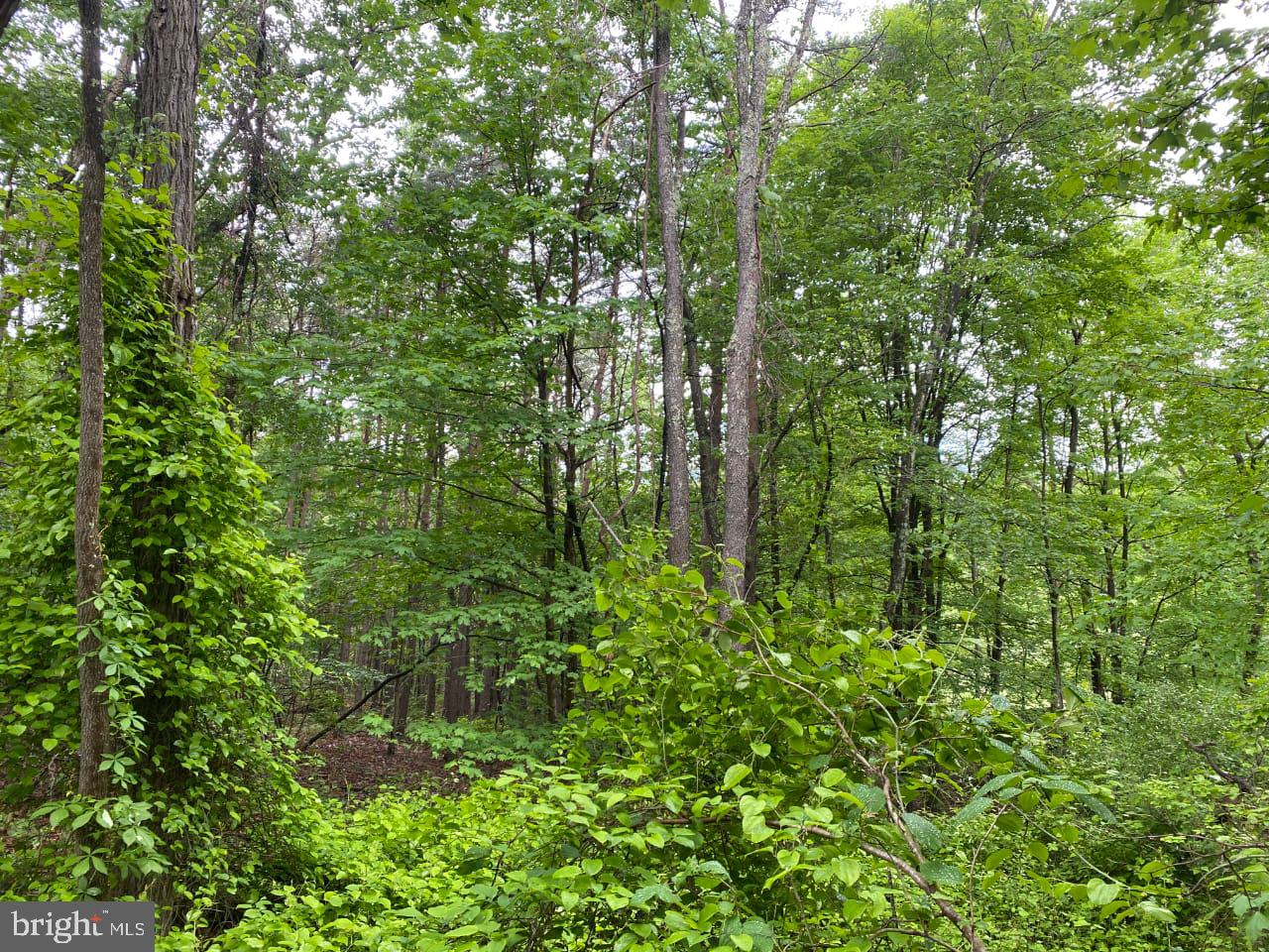 Lot 2 North Timber Ridge Road Cross Junction, VA 22625 - Photo 28 of 30