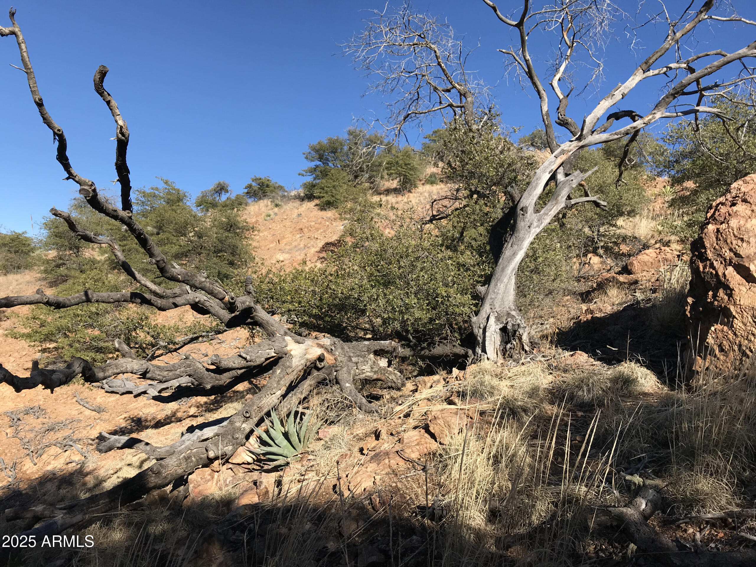 127 High Road, Unit 42 Bisbee, AZ 85603 - Photo 21 of 38 a view of a tree of a yard