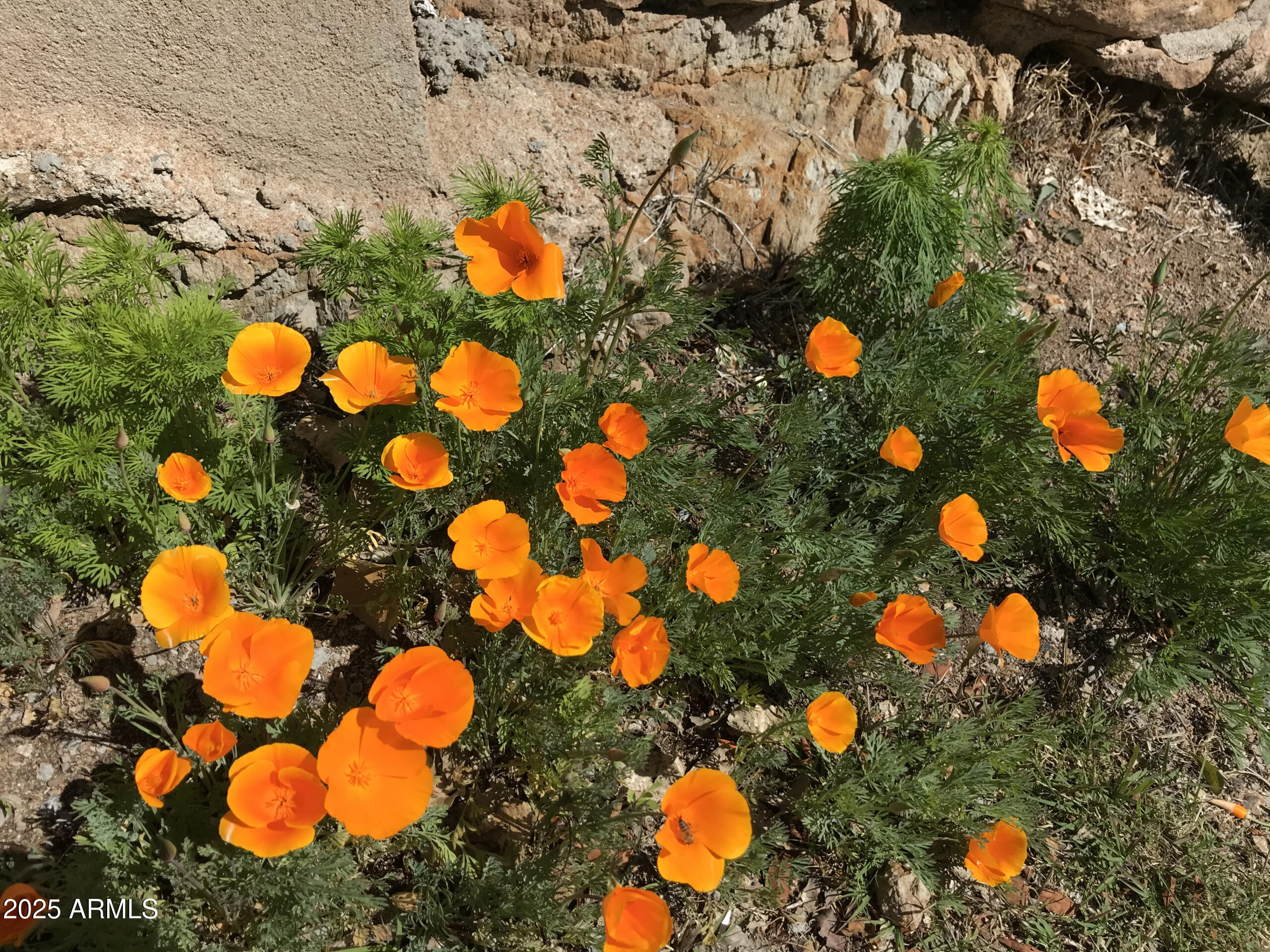 127 High Road, Unit 42 Bisbee, AZ 85603 - Photo 27 of 38 a view of plant