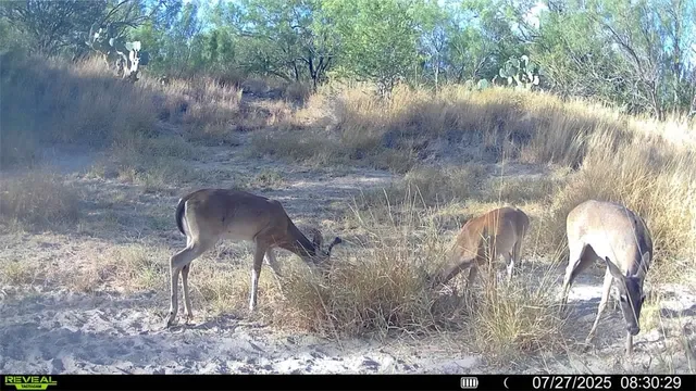 a view of outdoor space and a yard