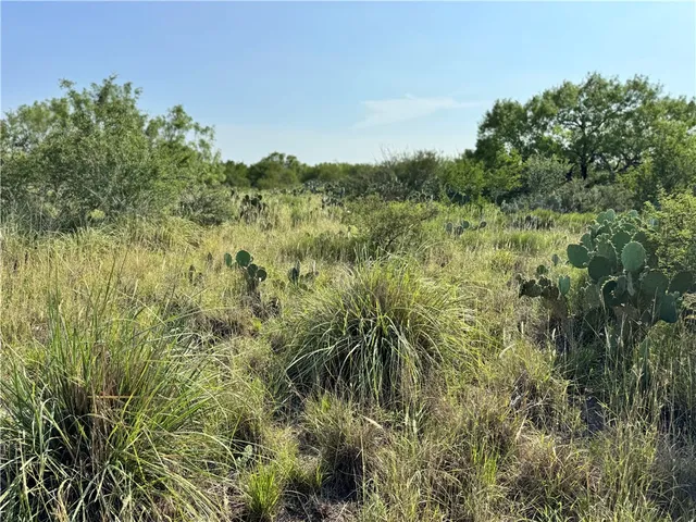 a view of a dry yard with green space