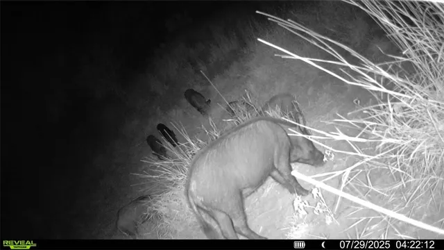 view of a green field with lots of bushes
