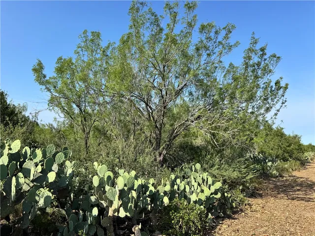 a view of a bunch of trees