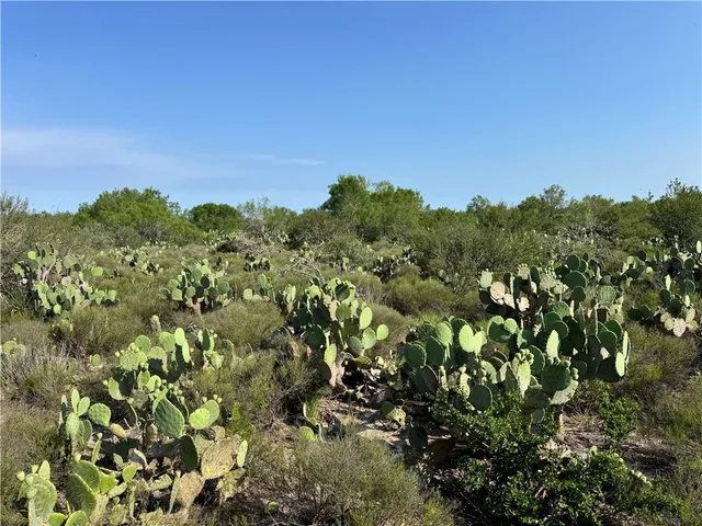 a view of a field of grass and trees