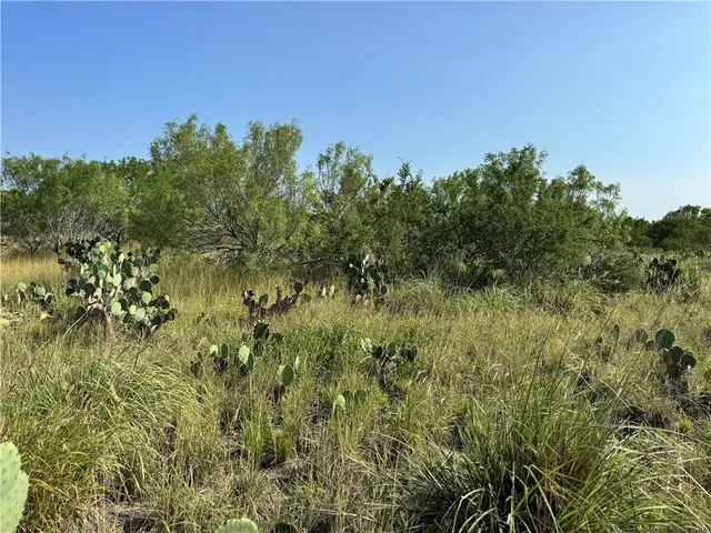 a view of a dry yard