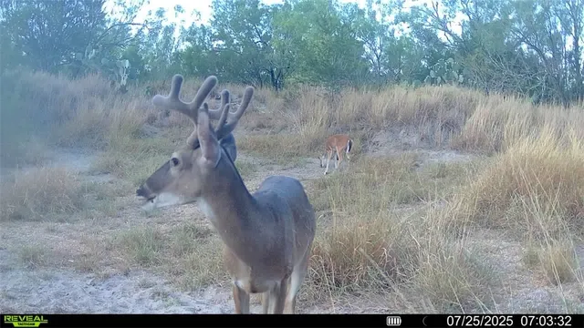 a view of a bunch of trees