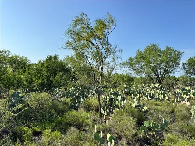 a view of a plant in a garden