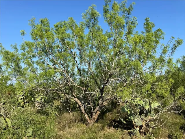 a view of a garden with plants
