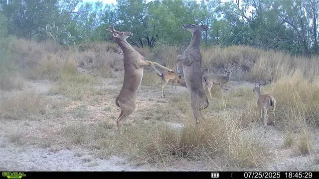 a view of a field of grass and trees