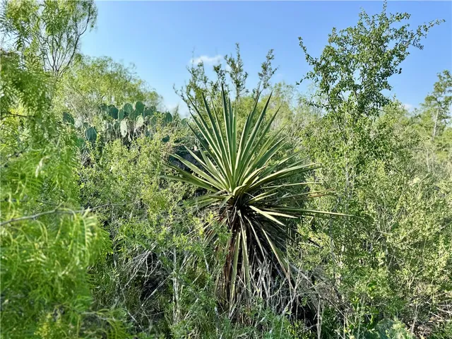 $399,900 | 0 Cameron Lane- 80 Acres, Fowlerton, TX 78021