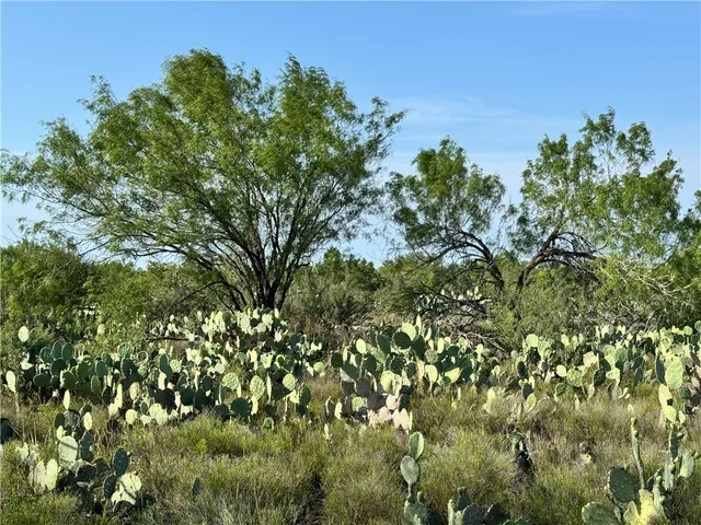 $399,900 | 0 Cameron Lane- 80 Acres, Fowlerton, TX 78021