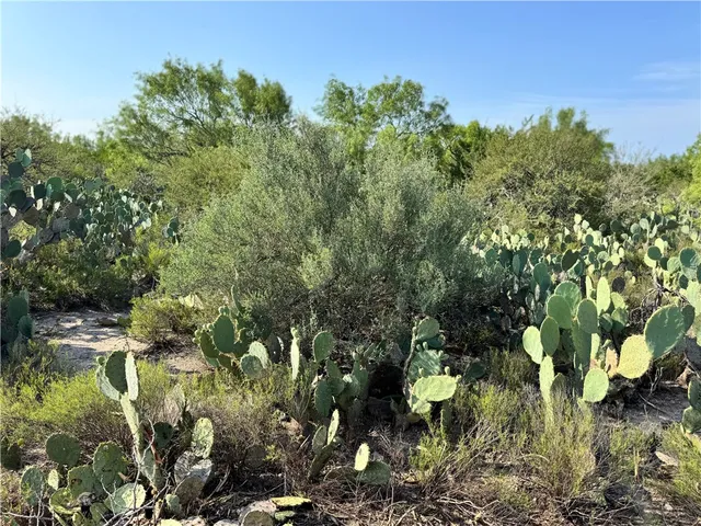 $399,900 | 0 Cameron Lane- 80 Acres, Fowlerton, TX 78021