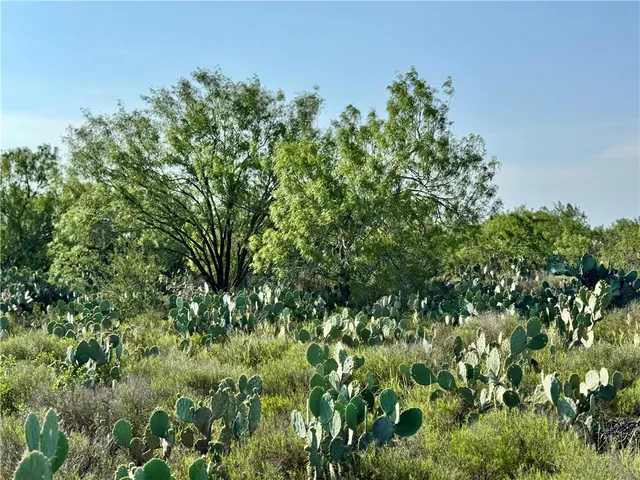 a view of a lush green forest with lawn chairs