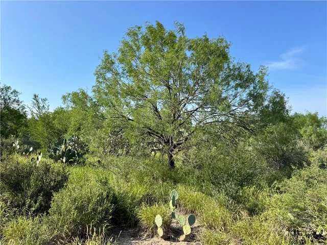 a view of a yard from a chair