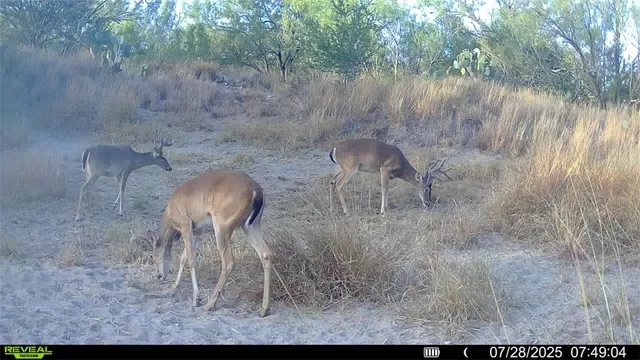 a view of a lush green forest
