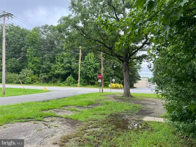 a view of a park with large trees