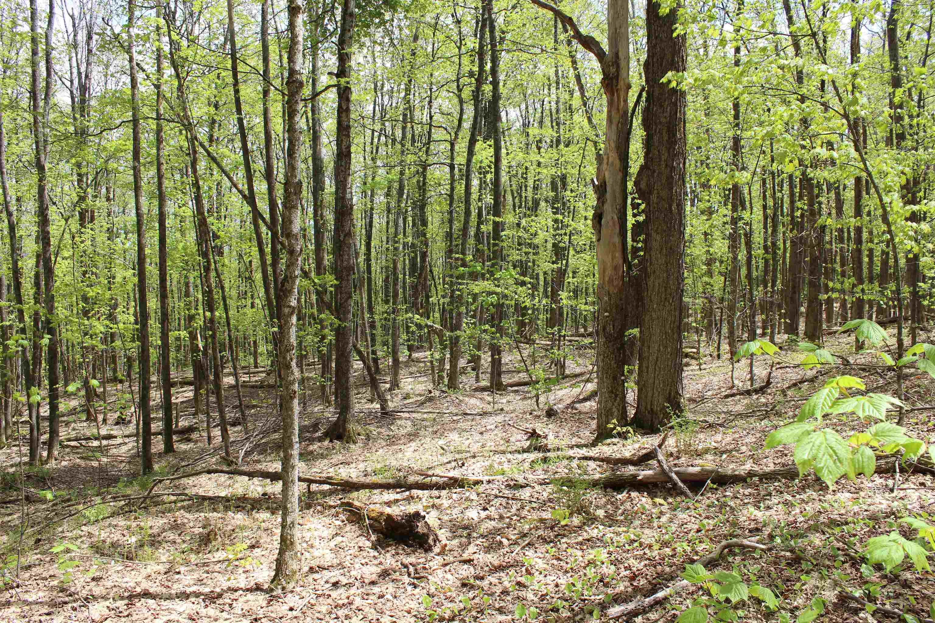 0 Long Hill Road South Woodstock, VT 05071 - Photo 20 of 58