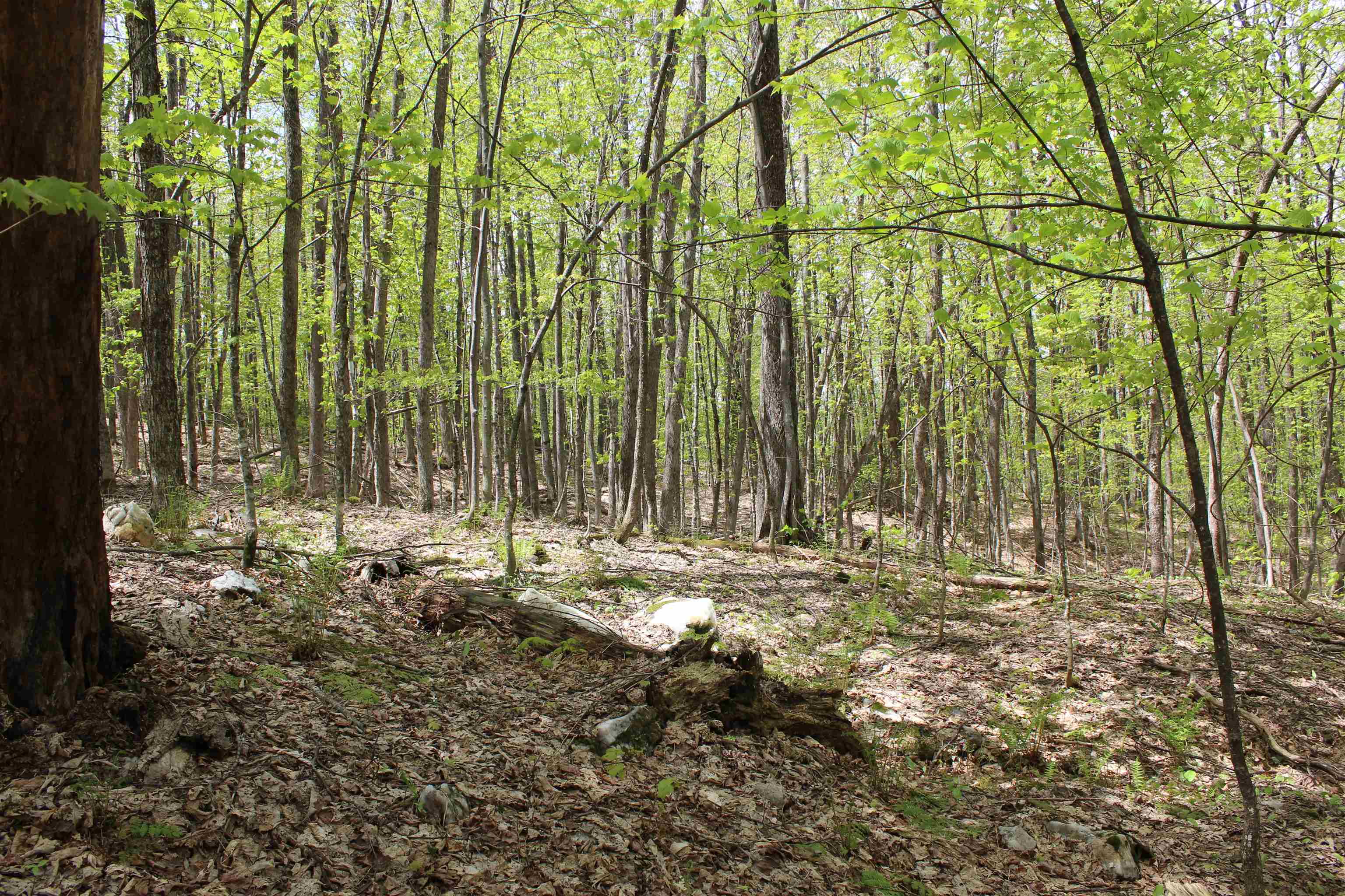 0 Long Hill Road South Woodstock, VT 05071 - Photo 22 of 68