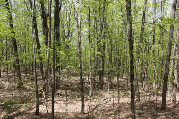 $549,000 | 0 Long Hill Road, South Woodstock, VT 05071