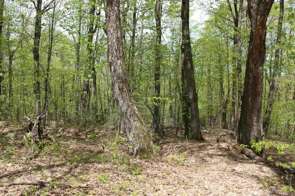 $549,000 | 0 Long Hill Road, South Woodstock, VT 05071