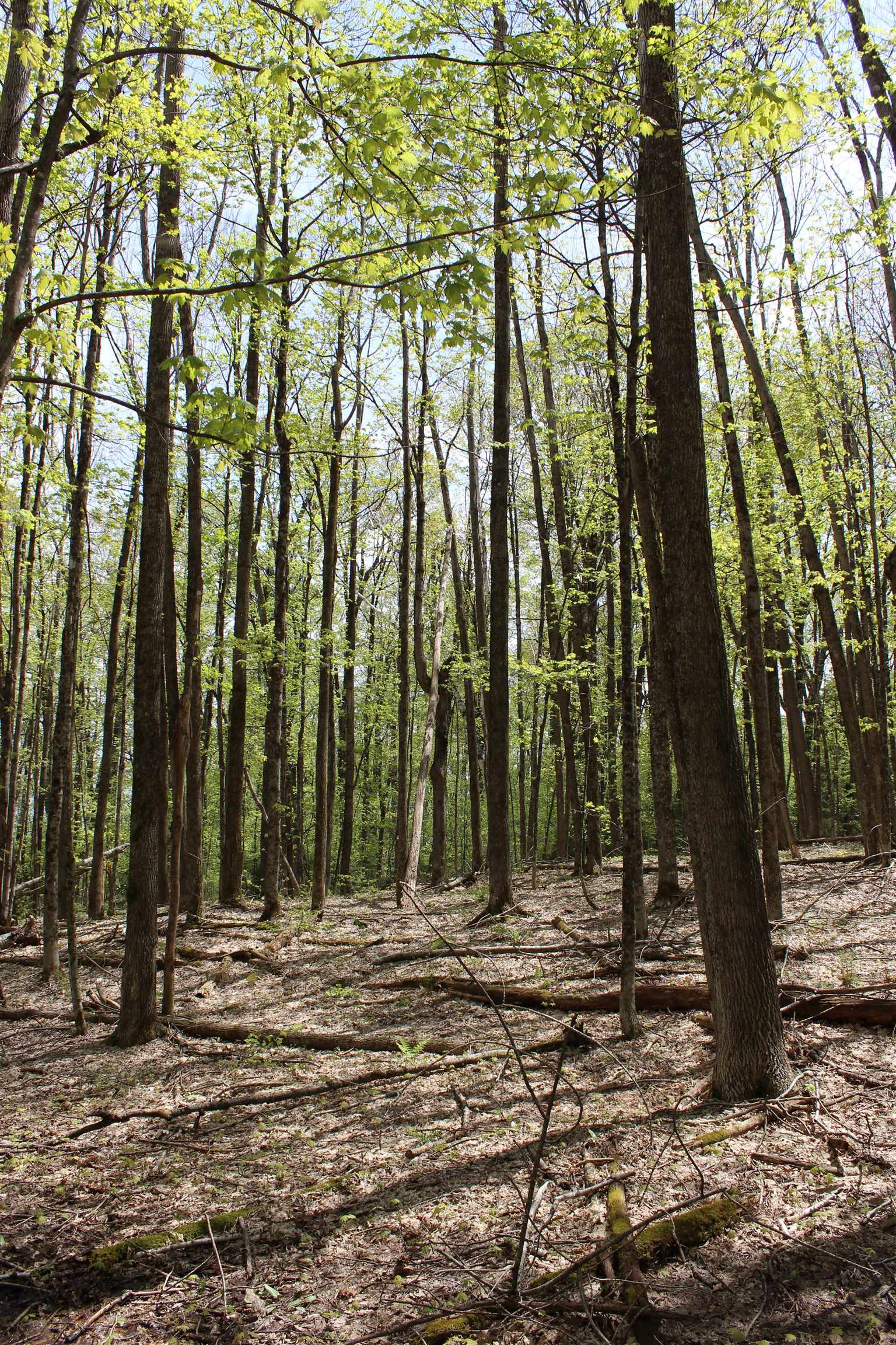0 Long Hill Road South Woodstock, VT 05071 - Photo 35 of 58
