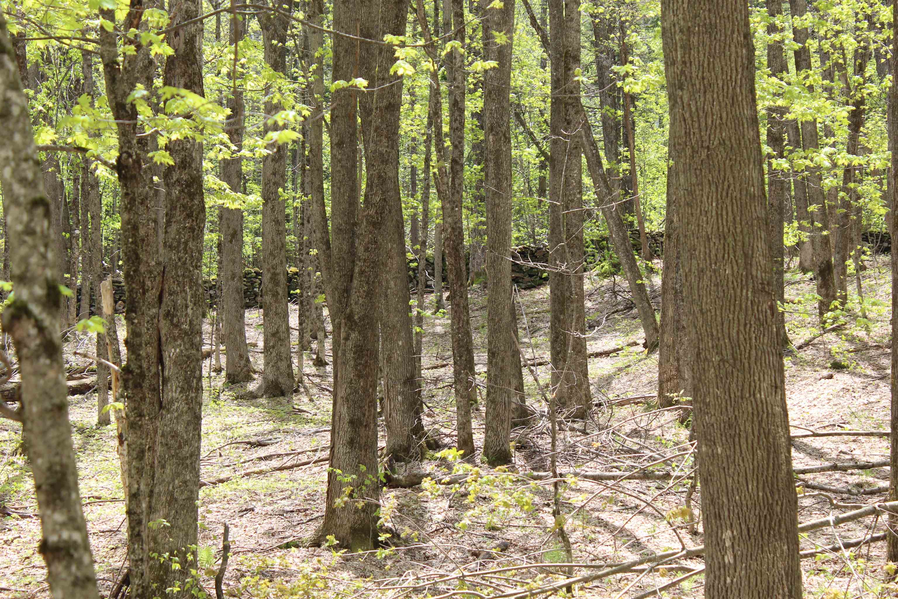 0 Long Hill Road South Woodstock, VT 05071 - Photo 37 of 58