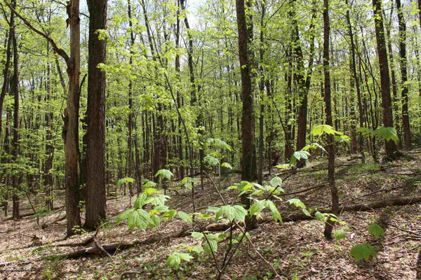 $549,000 | 0 Long Hill Road, South Woodstock, VT 05071