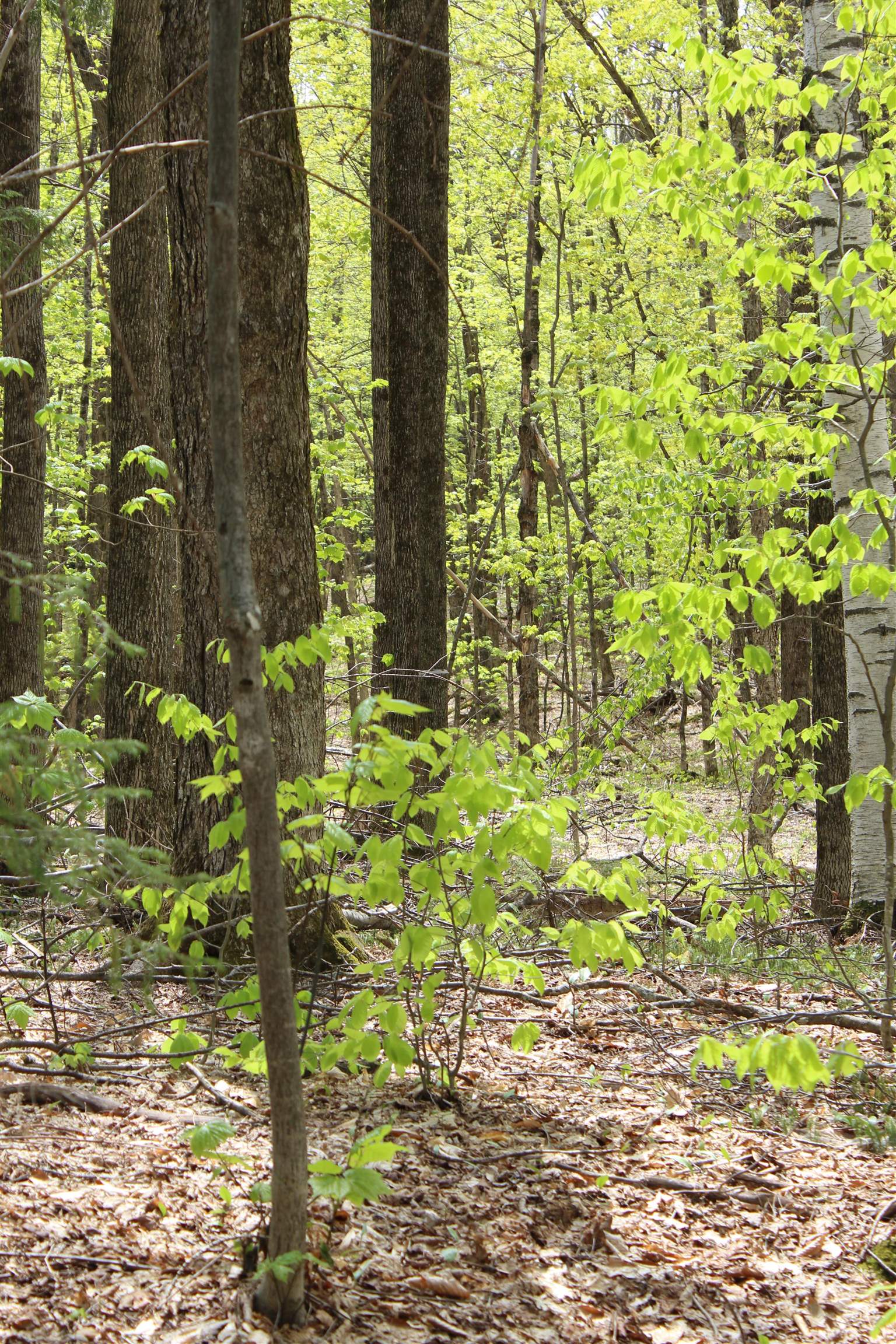 0 Long Hill Road South Woodstock, VT 05071 - Photo 52 of 58