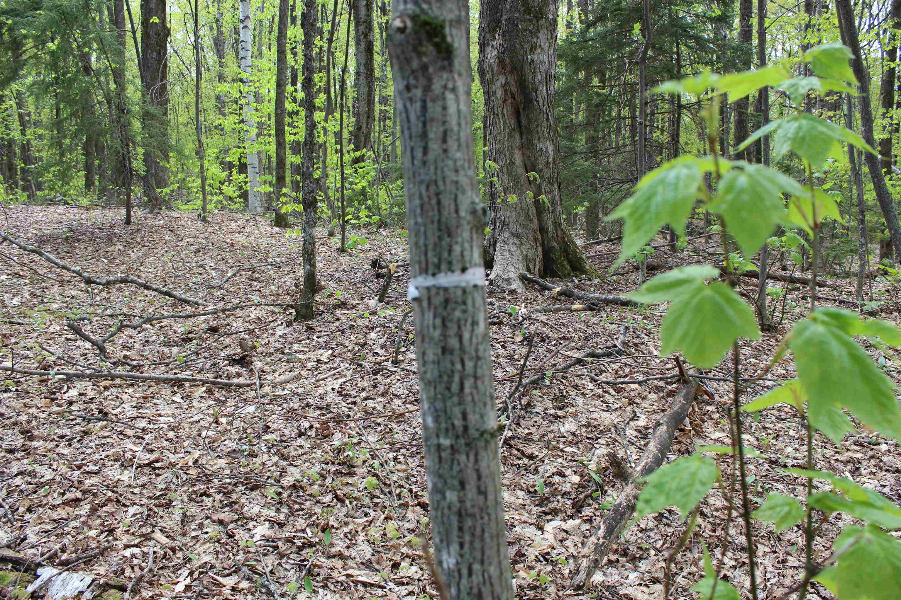 0 Long Hill Road South Woodstock, VT 05071 - Photo 54 of 58