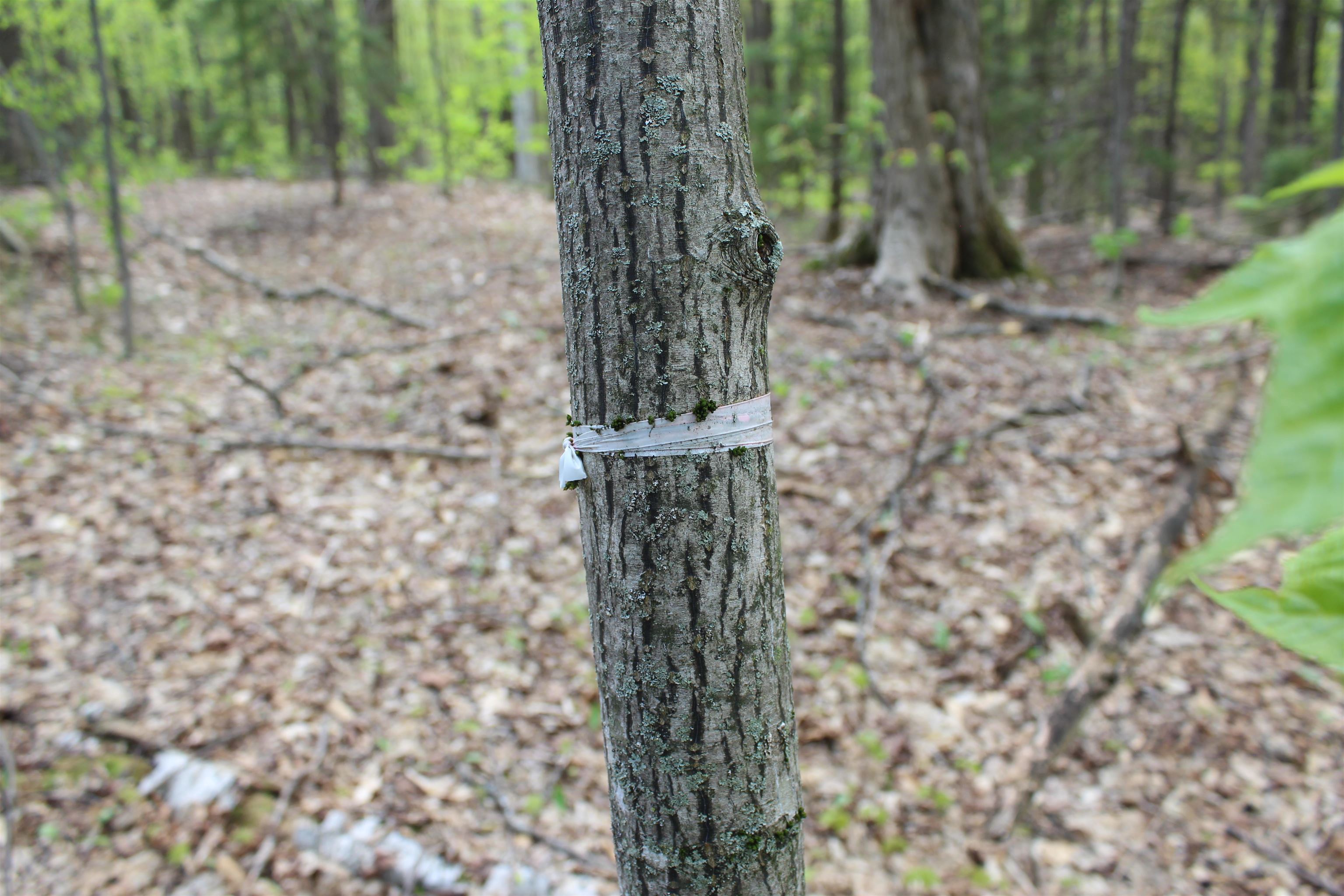 0 Long Hill Road South Woodstock, VT 05071 - Photo 55 of 58
