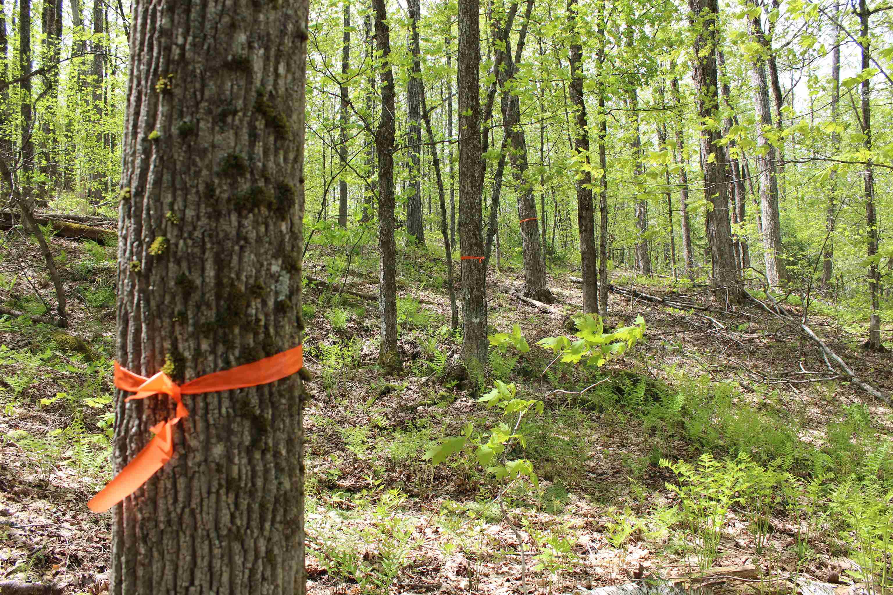 0 Long Hill Road South Woodstock, VT 05071 - Photo 56 of 58