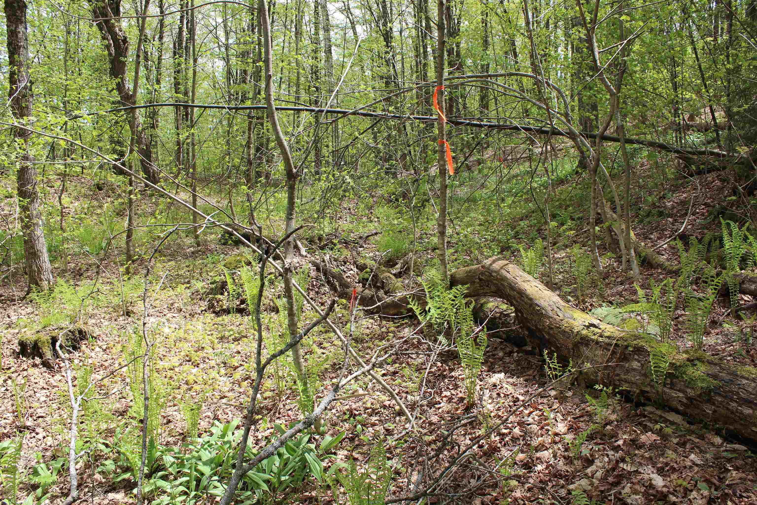 0 Long Hill Road South Woodstock, VT 05071 - Photo 6 of 58