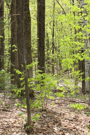 $549,000 | 0 Long Hill Road, South Woodstock, VT 05071