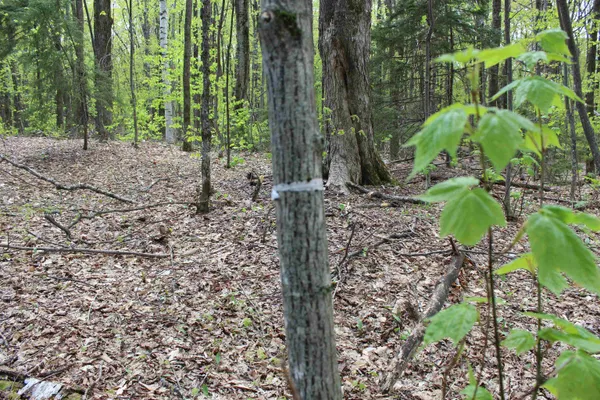 $549,000 | 0 Long Hill Road, South Woodstock, VT 05071