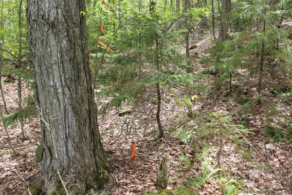 $549,000 | 0 Long Hill Road, South Woodstock, VT 05071