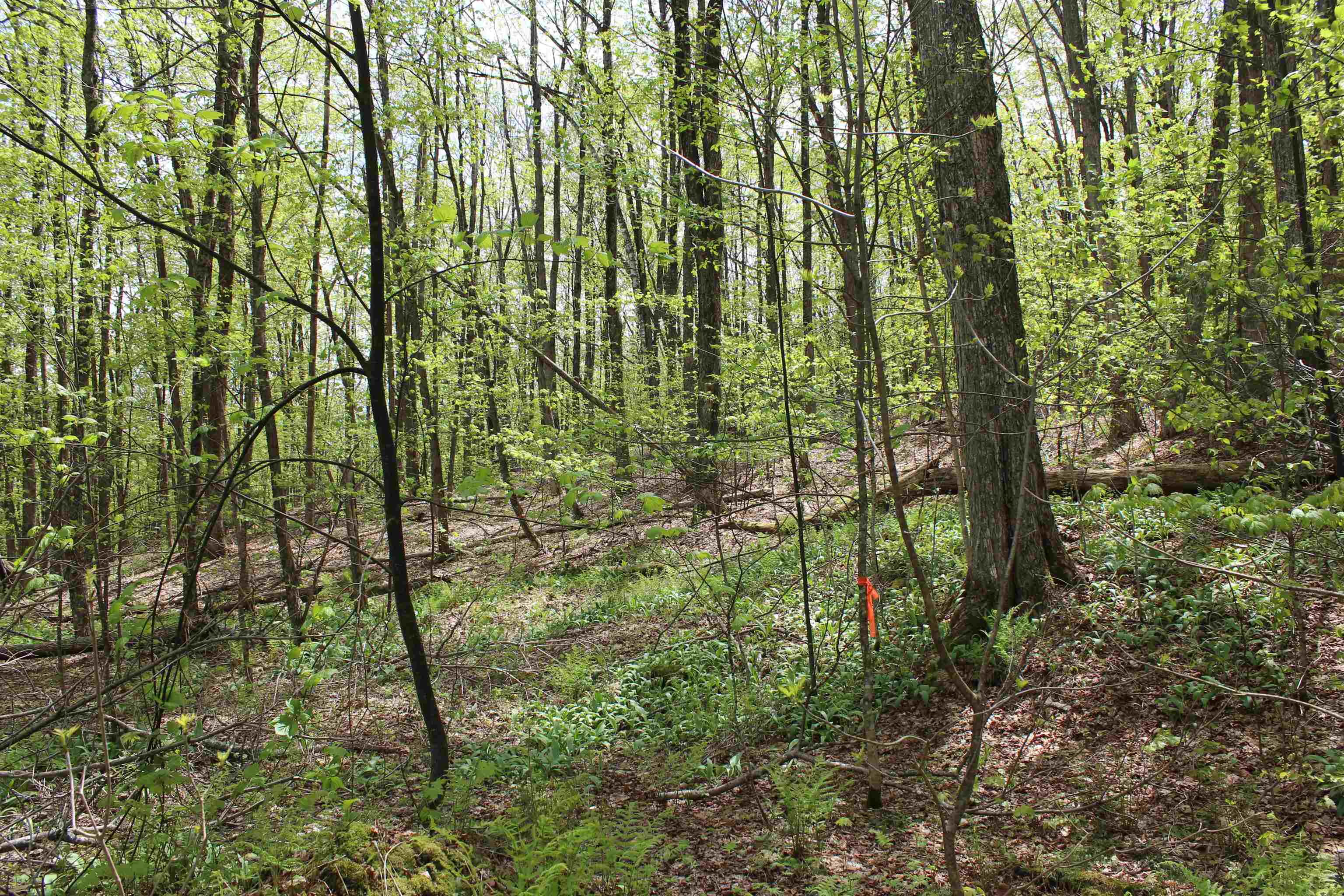 0 Long Hill Road South Woodstock, VT 05071 - Photo 9 of 58