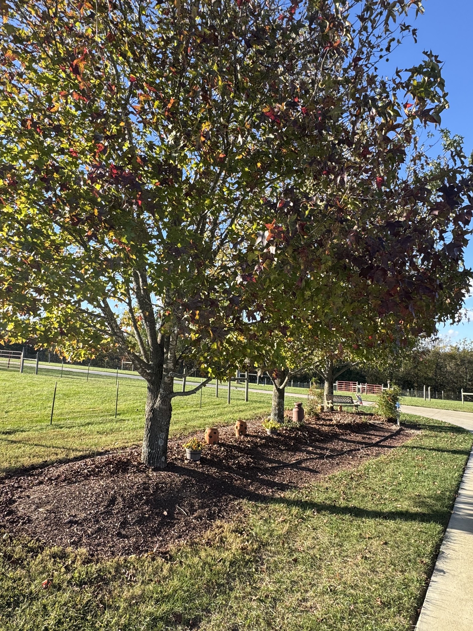 11144 Franklin Road Franklin, KY 42134 - Photo 23 of 47 a view of a yard with large trees