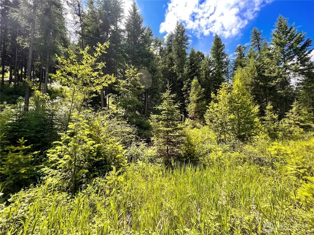 a view of a large yard with plants and large trees