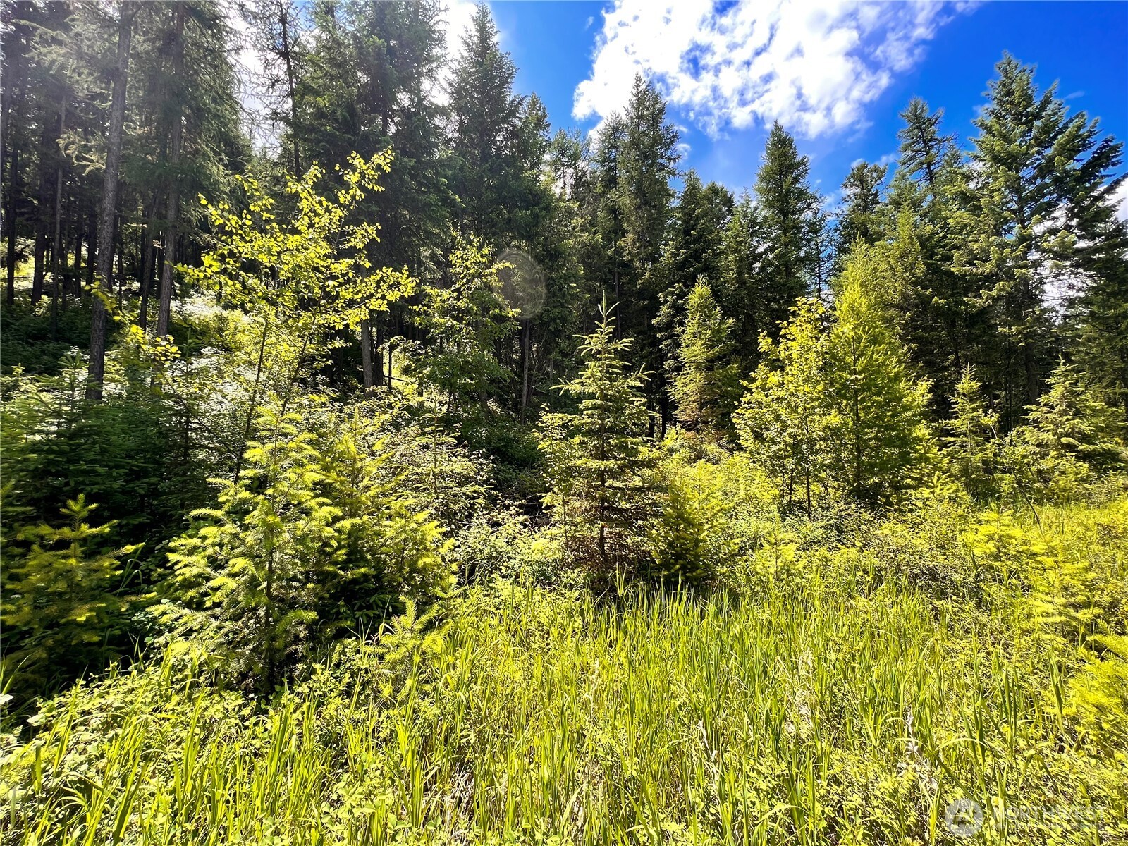 0 Lambert Creek Road Republic, WA 99166 - Photo 11 of 24 a view of a large yard with plants and large trees