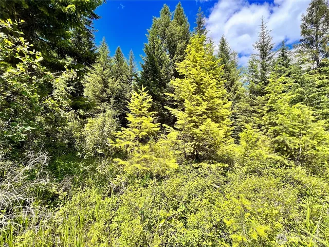 a view of a bunch of trees