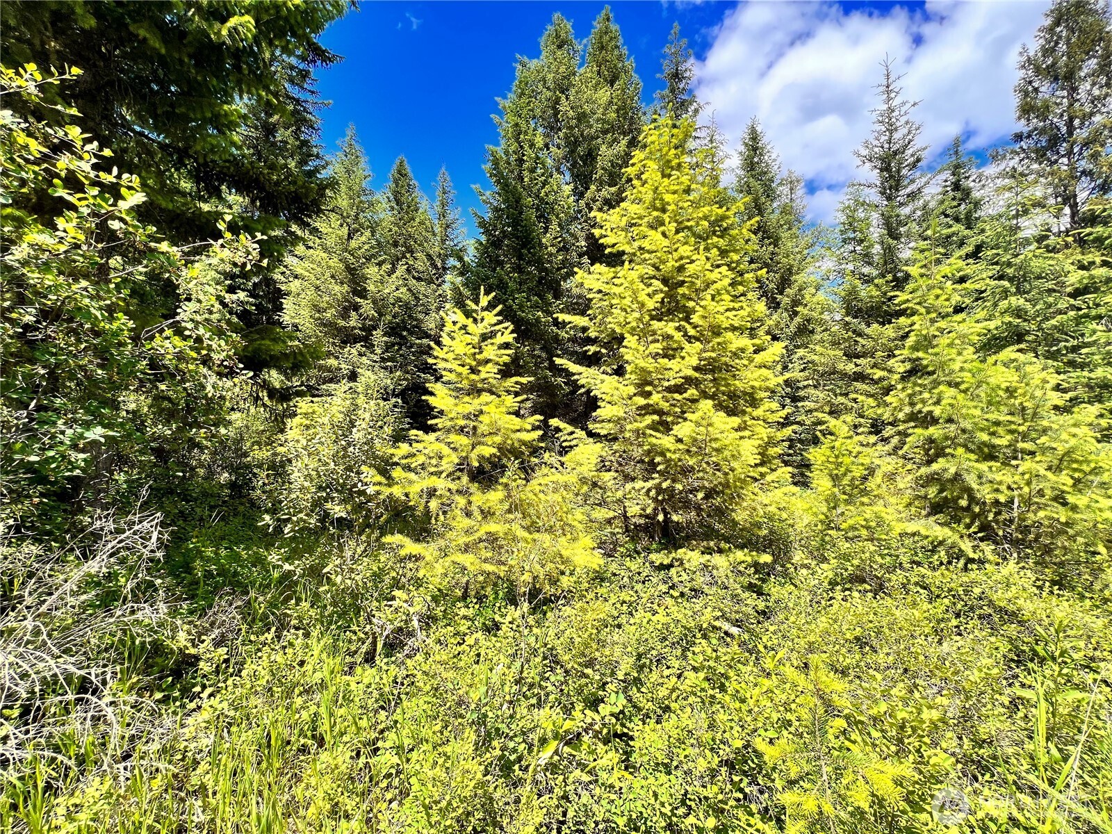 0 Lambert Creek Road Republic, WA 99166 - Photo 12 of 24 a view of a large yard with plants and large trees
